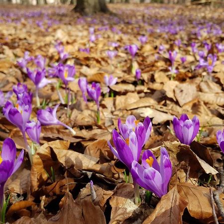 Апартаменти В "Арена Віладж" Polyana  Εξωτερικό φωτογραφία